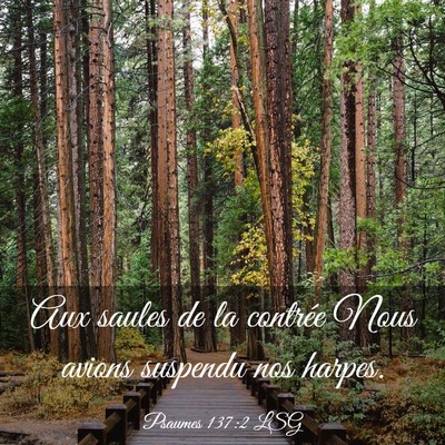 Picture 03 - Psaumes 137:2 LSG - Aux saules de la contrée Nous avions suspendu - Bible Verse Picture