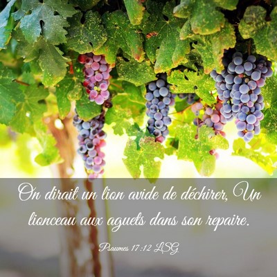 Picture 03 - Psaumes 17:12 LSG - On dirait un lion avide de déchirer, Un lionceau - Bible Verse Picture
