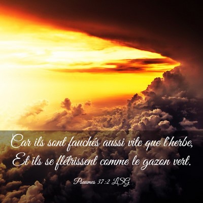 Picture 03 - Psaumes 37:2 LSG - Car ils sont fauchés aussi vite que l'herbe, Et - Bible Verse Picture