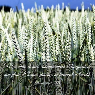 Picture 03 - Psaumes 38:11 LSG - Mes amis et mes connaissances s'éloignent de ma - Bible Verse Picture