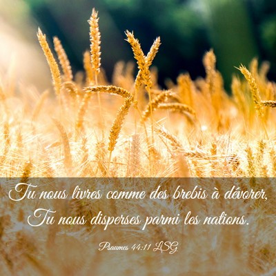 Picture 03 - Psaumes 44:11 LSG - Tu nous livres comme des brebis à dévorer, Tu - Bible Verse Picture