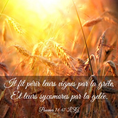 Picture 03 - Psaumes 78:47 LSG - Il fit périr leurs vignes par la grêle, Et - Bible Verse Picture