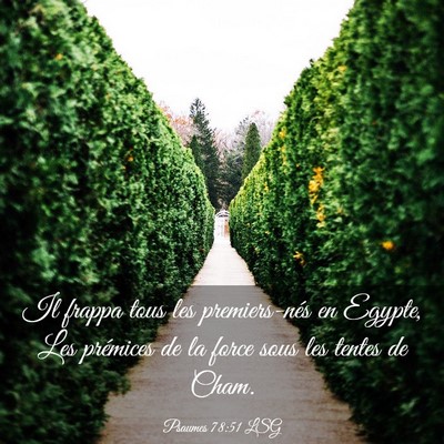 Picture 03 - Psaumes 78:51 LSG - Il frappa tous les premiers-nés en Egypte, Les - Bible Verse Picture