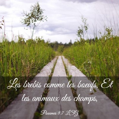 Picture 03 - Psaumes 8:7 LSG - Les brebis comme les boeufs, Et les animaux des - Bible Verse Picture