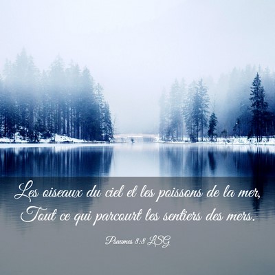 Picture 03 - Psaumes 8:8 LSG - Les oiseaux du ciel et les poissons de la mer, - Bible Verse Picture