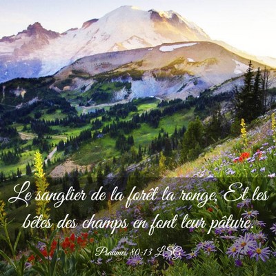 Picture 03 - Psaumes 80:13 LSG - Le sanglier de la forêt la ronge, Et les bêtes - Bible Verse Picture
