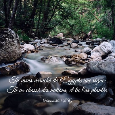 Picture 03 - Psaumes 80:8 LSG - Tu avais arraché de l'Egypte une vigne; Tu as - Bible Verse Picture