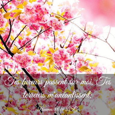 Picture 03 - Psaumes 88:16 LSG - Tes fureurs passent sur moi, Tes terreurs - Bible Verse Picture