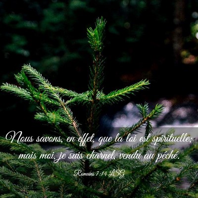 Picture 03 - Romains 7:14 LSG - Nous savons, en effet, que la loi est - Bible Verse Picture
