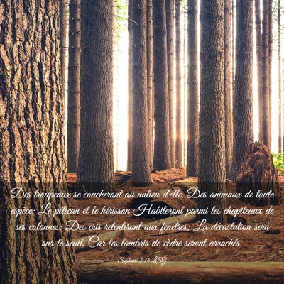 Picture 03 - Sophonie 2:14 LSG - Des troupeaux se coucheront au milieu d'elle, Des - Bible Verse Picture