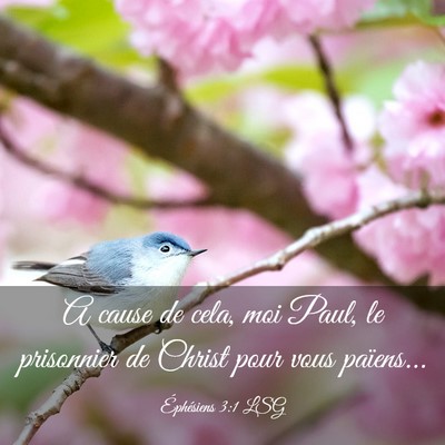 Picture 03 - Éphésiens 3:1 LSG - A cause de cela, moi Paul, le prisonnier de - Bible Verse Picture