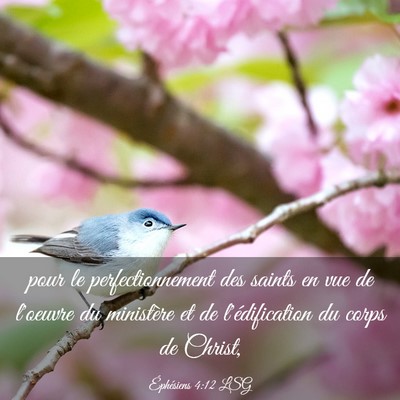 Picture 03 - Éphésiens 4:12 LSG - pour le perfectionnement des saints en vue de - Bible Verse Picture