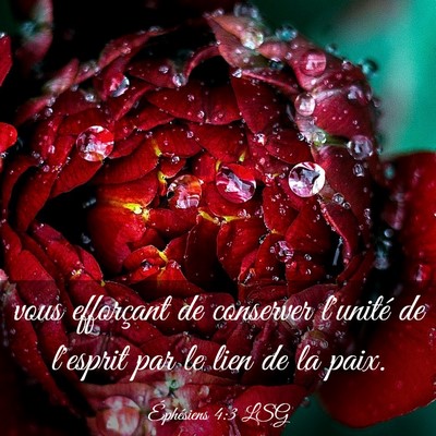 Picture 03 - Éphésiens 4:3 LSG - vous efforçant de conserver l'unité de l'esprit - Bible Verse Picture
