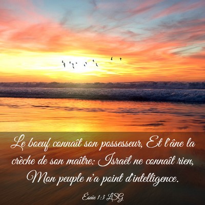 Picture 03 - Ésaïe 1:3 LSG - Le boeuf connaît son possesseur, Et l'âne la - Bible Verse Picture