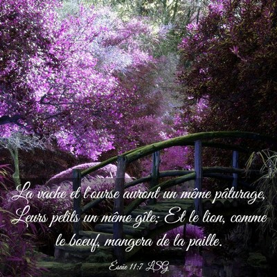 Picture 03 - Ésaïe 11:7 LSG - La vache et l'ourse auront un même pâturage, - Bible Verse Picture