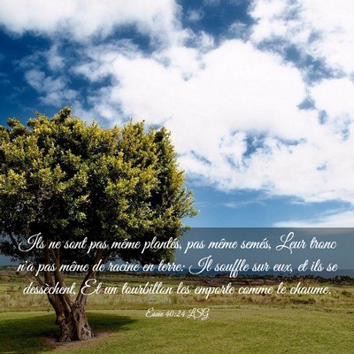 Picture 03 - Ésaïe 40:24 LSG - Ils ne sont pas même plantés, pas même semés, - Bible Verse Picture