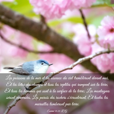 Picture 03 - Ézéchiel 38:20 LSG - Les poissons de la mer et les oiseaux du ciel - Bible Verse Picture