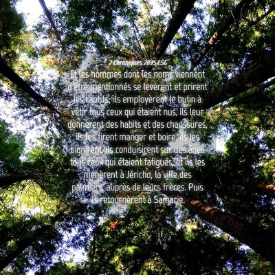 Picture 04 - 2 Chroniques 28:15 LSG - Et les hommes dont les noms viennent d'être - Bible Verse Picture