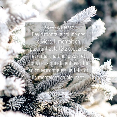Picture 04 - 2 Samuel 15:30 LSG - David monta la colline des oliviers. Il montait - Bible Verse Picture