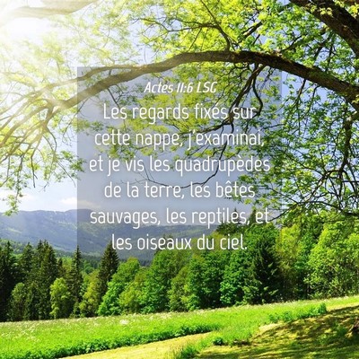Picture 04 - Actes 11:6 LSG - Les regards fixés sur cette nappe, j'examinai, - Bible Verse Picture
