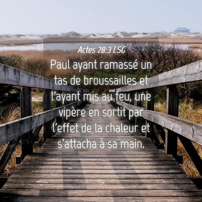 Picture 04 - Actes 28:3 LSG - Paul ayant ramassé un tas de broussailles et - Bible Verse Picture