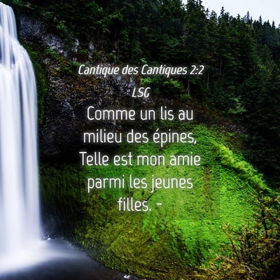 Picture 04 - Cantique des Cantiques 2:2 LSG - Comme un lis au milieu des épines, Telle est mon - Bible Verse Picture