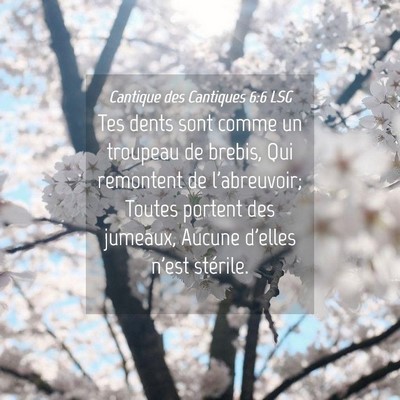 Picture 04 - Cantique des Cantiques 6:6 LSG - Tes dents sont comme un troupeau de brebis, Qui - Bible Verse Picture