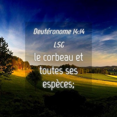 Picture 04 - Deutéronome 14:14 LSG - le corbeau et toutes ses - Bible Verse Picture