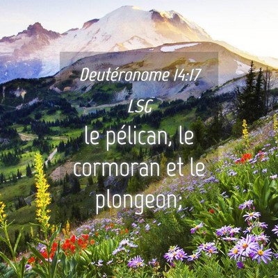 Picture 04 - Deutéronome 14:17 LSG - le pélican, le cormoran et le - Bible Verse Picture