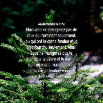Picture 04 - Deutéronome 14:7 LSG - Mais vous ne mangerez pas de ceux qui ruminent - Bible Verse Picture