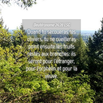 Picture 04 - Deutéronome 24:20 LSG - Quand tu secoueras tes oliviers, tu ne cueilleras - Bible Verse Picture