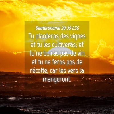 Picture 04 - Deutéronome 28:39 LSG - Tu planteras des vignes et tu les cultiveras; et - Bible Verse Picture