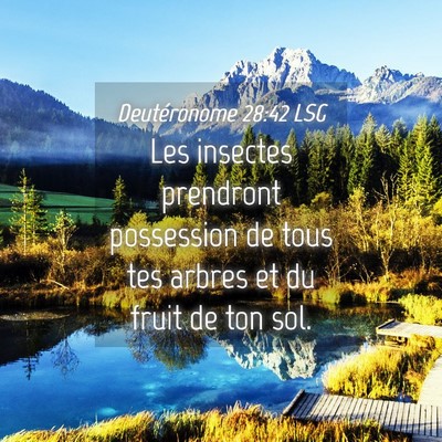 Picture 04 - Deutéronome 28:42 LSG - Les insectes prendront possession de tous tes - Bible Verse Picture