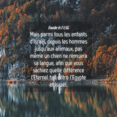 Picture 04 - Exode 11:7 LSG - Mais parmi tous les enfants d'Israël, depuis les - Bible Verse Picture
