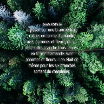 Picture 04 - Exode 37:19 LSG - Il y avait sur une branche trois calices en forme - Bible Verse Picture
