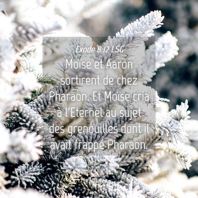Picture 04 - Exode 8:12 LSG - Moïse et Aaron sortirent de chez Pharaon. Et - Bible Verse Picture