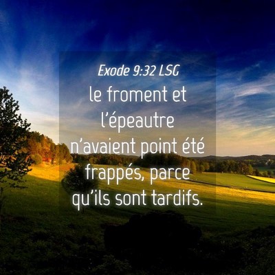 Picture 04 - Exode 9:32 LSG - le froment et l'épeautre n'avaient point été - Bible Verse Picture