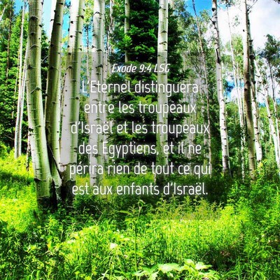 Picture 04 - Exode 9:4 LSG - L'Eternel distinguera entre les troupeaux - Bible Verse Picture