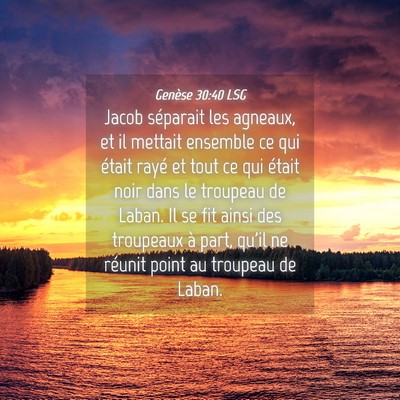 Picture 04 - Genèse 30:40 LSG - Jacob séparait les agneaux, et il mettait - Bible Verse Picture