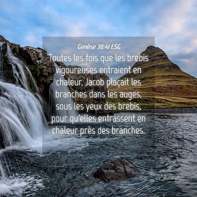 Picture 04 - Genèse 30:41 LSG - Toutes les fois que les brebis vigoureuses - Bible Verse Picture