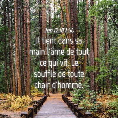 Picture 04 - Job 12:10 LSG - Il tient dans sa main l'âme de tout ce qui vit, - Bible Verse Picture