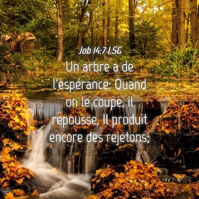 Picture 04 - Job 14:7 LSG - Un arbre a de l'espérance: Quand on le coupe, il - Bible Verse Picture