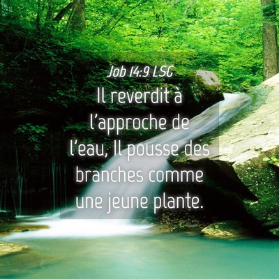 Picture 04 - Job 14:9 LSG - Il reverdit à l'approche de l'eau, Il pousse des - Bible Verse Picture