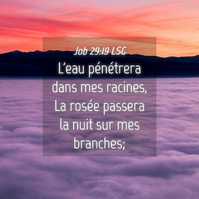 Picture 04 - Job 29:19 LSG - L'eau pénétrera dans mes racines, La rosée - Bible Verse Picture