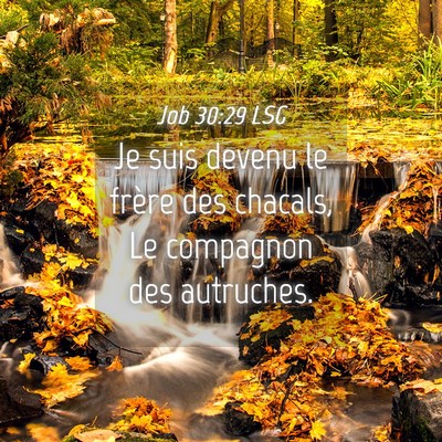 Picture 04 - Job 30:29 LSG - Je suis devenu le frère des chacals, Le - Bible Verse Picture