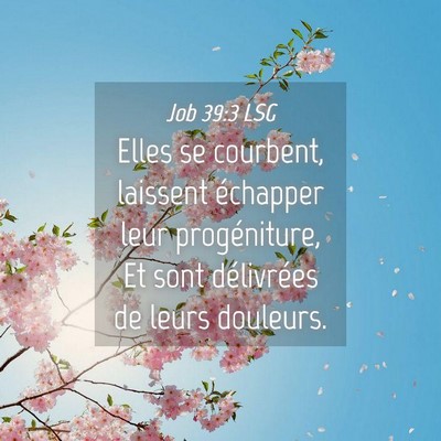 Picture 04 - Job 39:3 LSG - Elles se courbent, laissent échapper leur - Bible Verse Picture