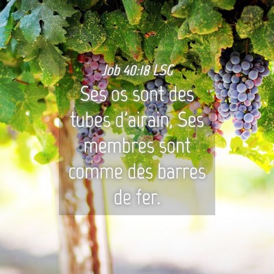 Picture 04 - Job 40:18 LSG - Ses os sont des tubes d'airain, Ses membres sont - Bible Verse Picture