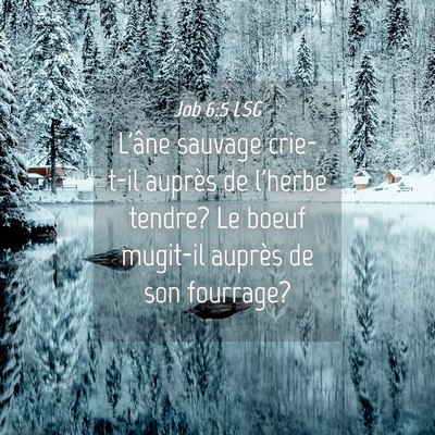 Picture 04 - Job 6:5 LSG - L'âne sauvage crie-t-il auprès de l'herbe - Bible Verse Picture