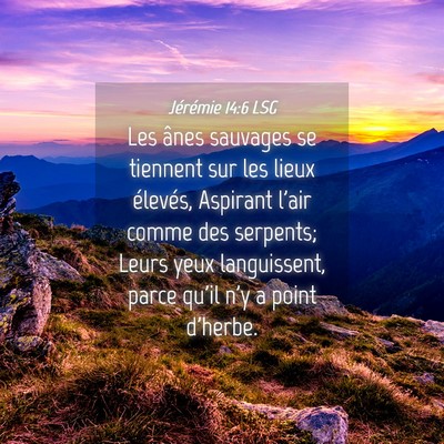 Picture 04 - Jérémie 14:6 LSG - Les ânes sauvages se tiennent sur les lieux - Bible Verse Picture