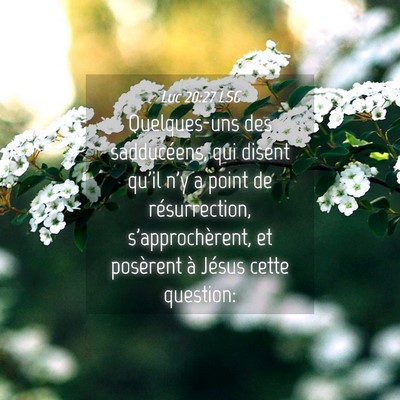 Picture 04 - Luc 20:27 LSG - Quelques-uns des sadducéens, qui disent qu'il - Bible Verse Picture